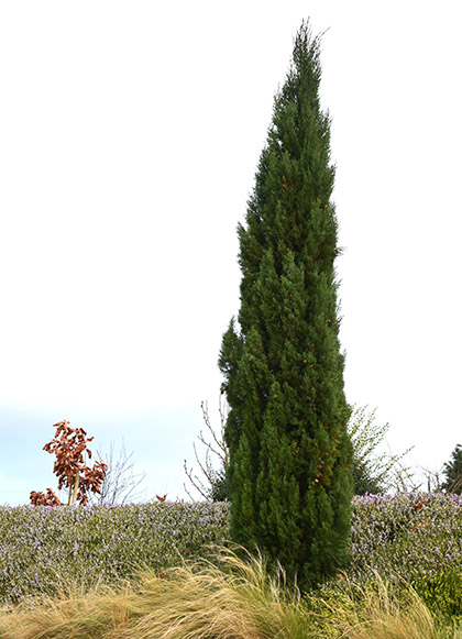 Cupressus sempervirens 'Stricta' et/ou 'Totem'