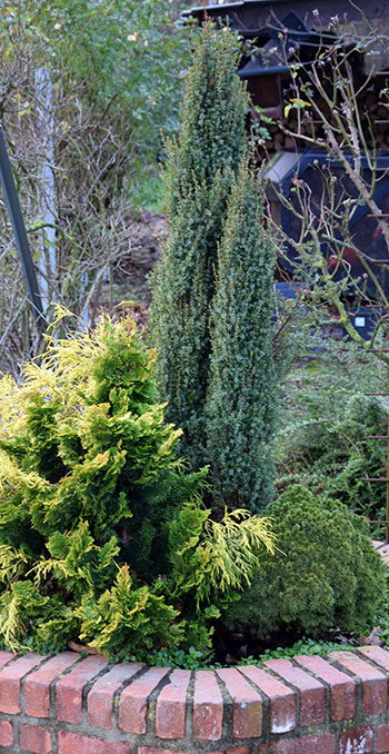 Juniperus communis 'Arnold'