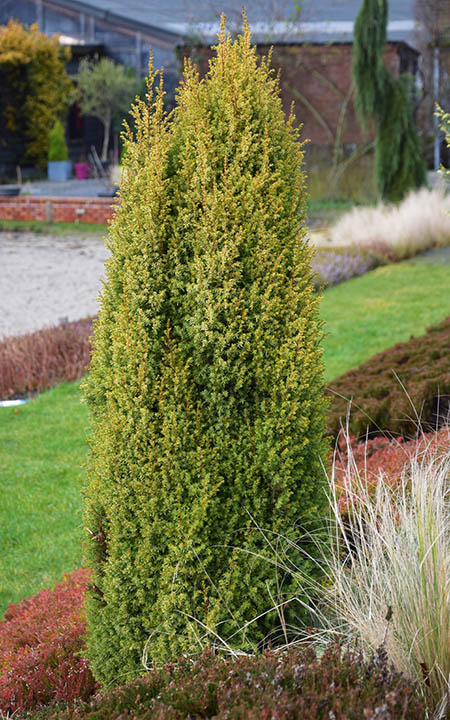Juniperus communis 'Gold Cone'
