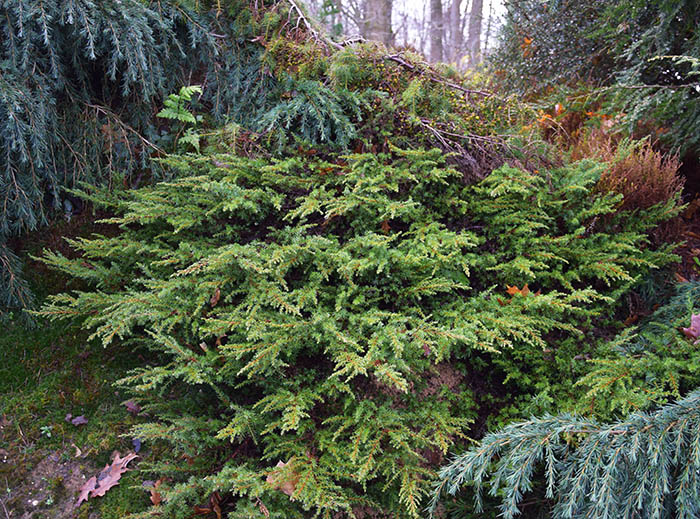 juniperus communis 'Green Carpet'