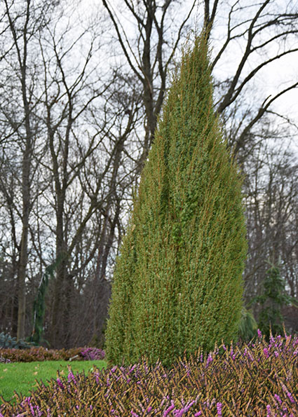 Juniperus communis 'Hibernica'