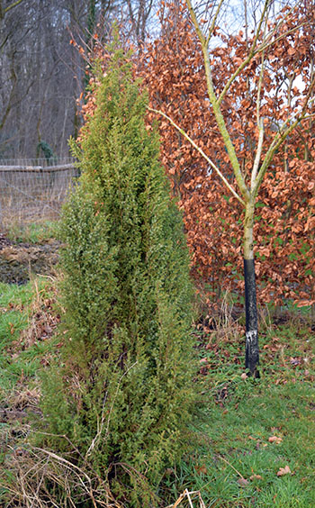 Juniperus communis 'Pyramidalis'