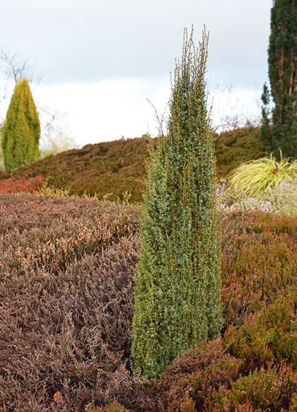 Juniperus communis 'Sentinel'