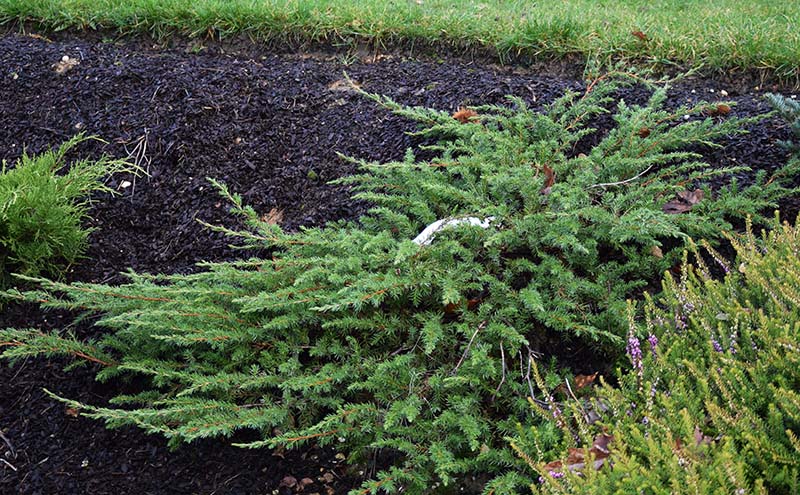 Juniperus conferta 'Schlager'