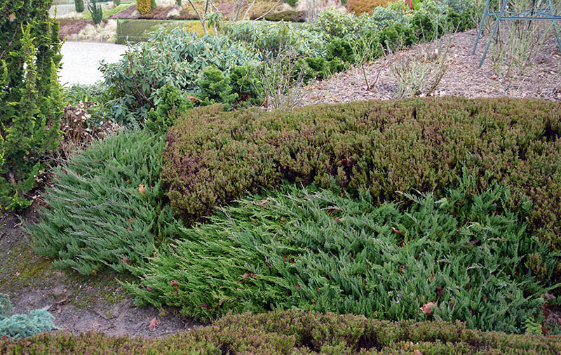 Juniperus horizontalis : 'Blue chips' et 'Prince of Wales