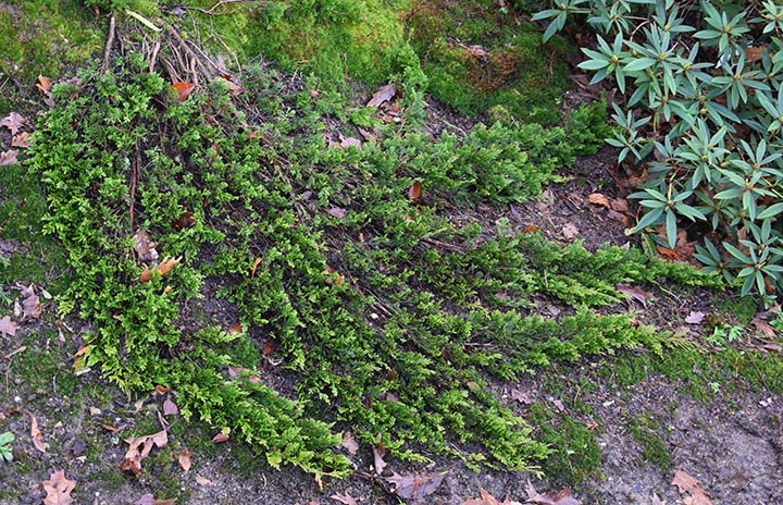 Juniperus horizontalis 'Goden carpet'