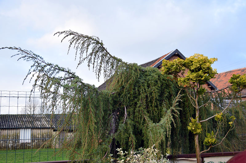 Juniperus communis 'Oblonga pendula'