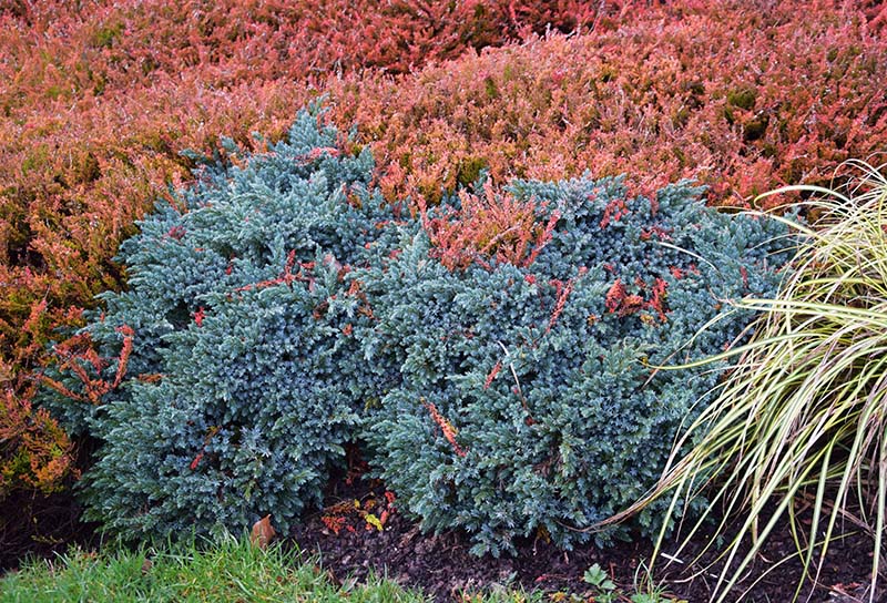 Juniperus squamata 'Blue star'