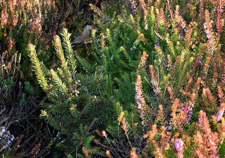Picea abies 'Cruenta'