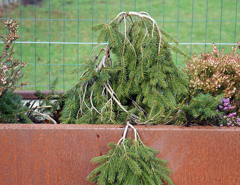 Picea abies 'Formanek'