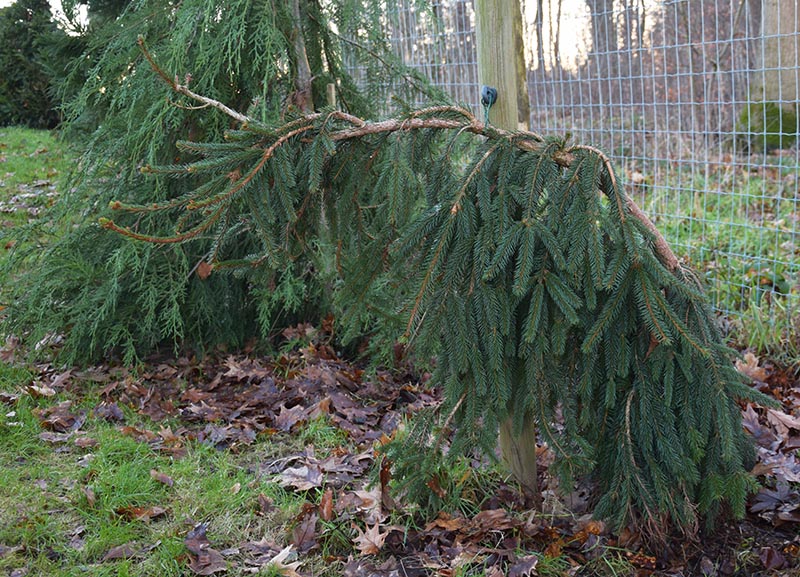 Picea abies 'Inversa'.