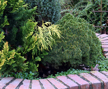 Picea glauca 'Alberta Globe' 
