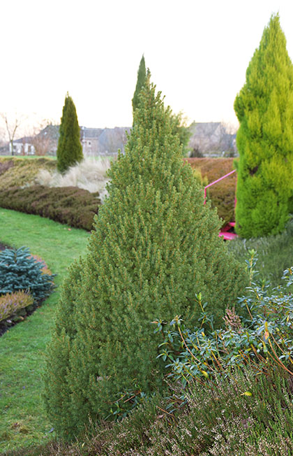 Picea glauca 'Conica'