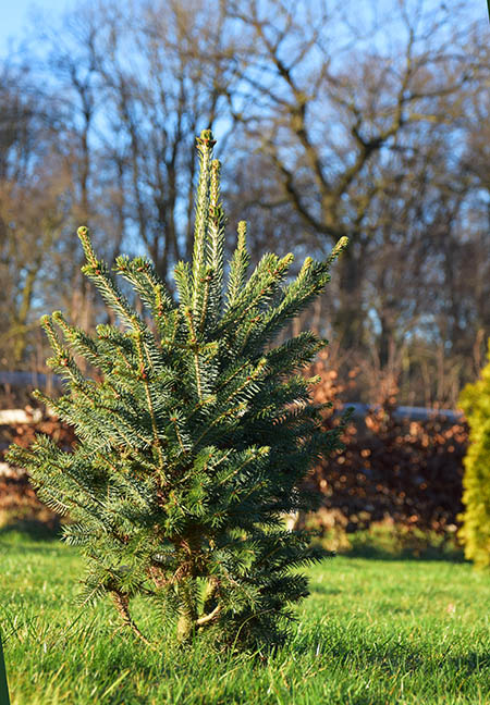 Picea likiangensis