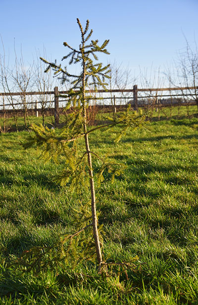 Picea omorika 'Linda'.