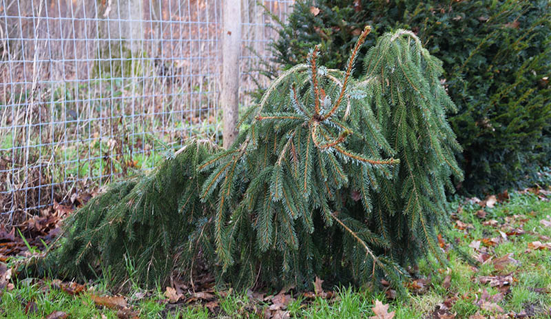 Picea omorika 'Pendula'