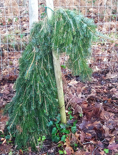 Picea omorika 'Pendula Bruns'
