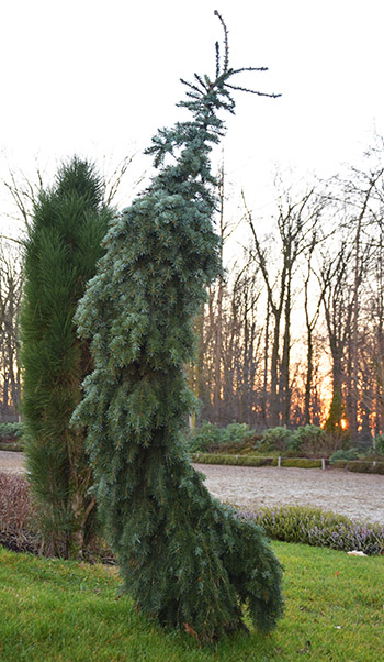 Picea omorika 'Pendula Bruns'