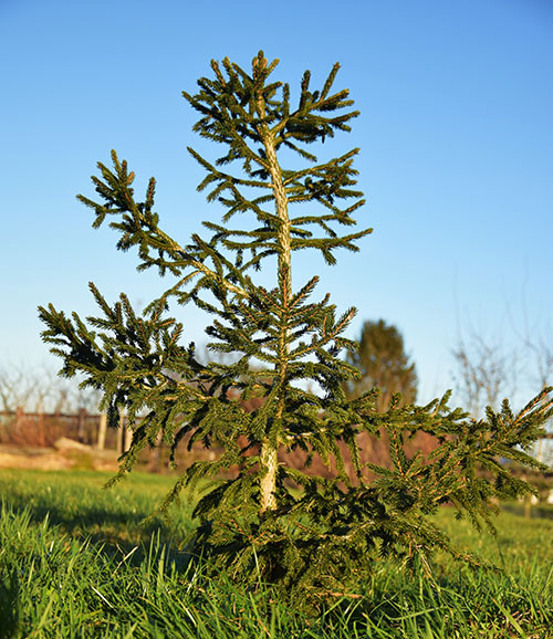 Picea orientalis 'Aureaspicata'
