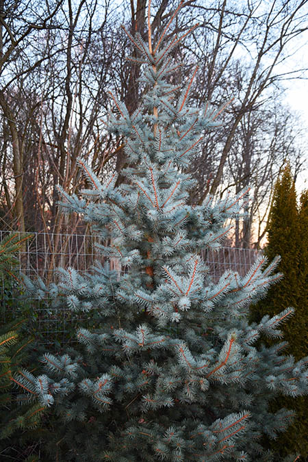 Picea pungens 'Blue Diamond'