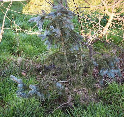  Picea pungens 'Endtz'