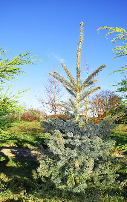 Picea pungens 'Glauca'