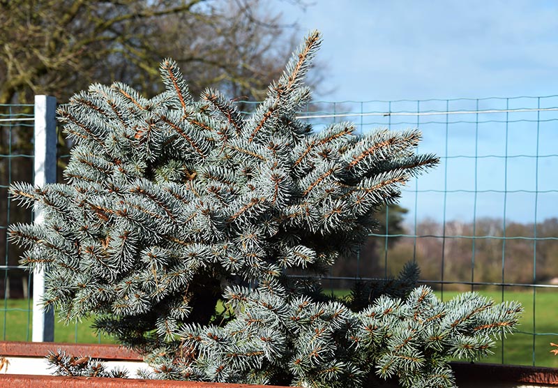 picea pungens 'Glauca Globosa' 