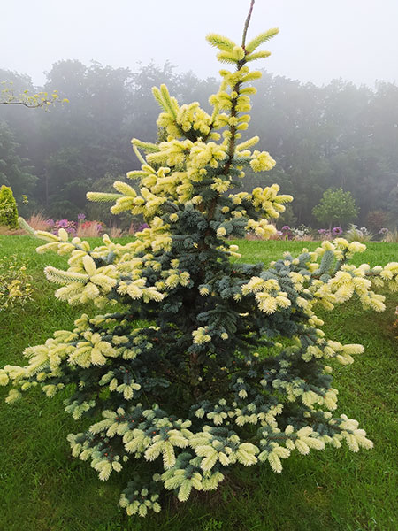Picea pungens ‘Niemetz’. nouvelles pousses jaunes crème