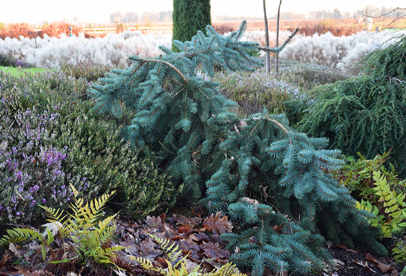 t "Picea pungens ' Glauca Pendula'. 