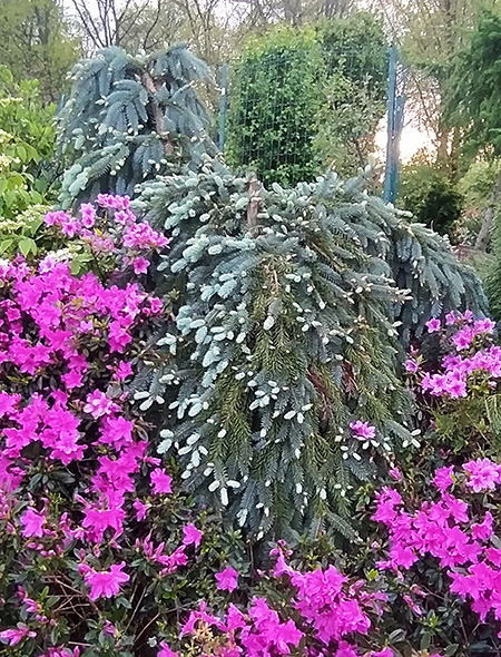 Picea pungens 'The Blues' 