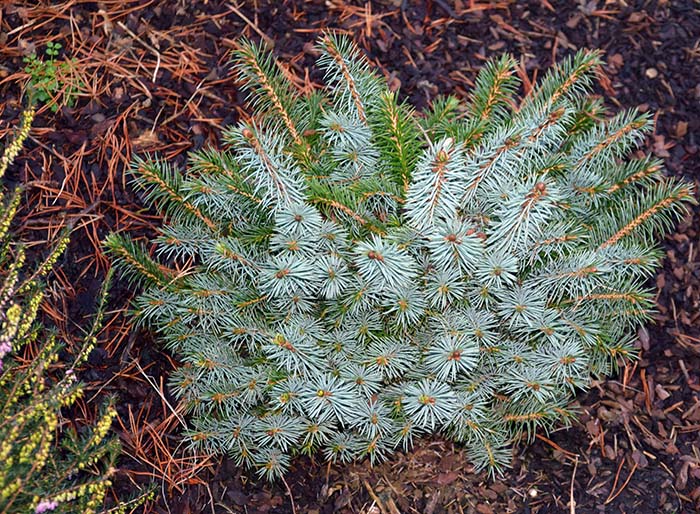 Picea sitchensis 'Tenas'