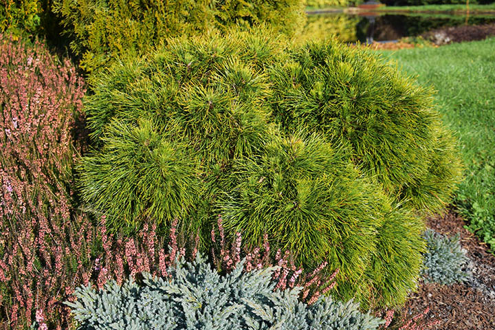 Pinus mugo 'Varella'