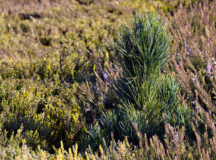 Pinus cembra 'Compacta Glauca' 