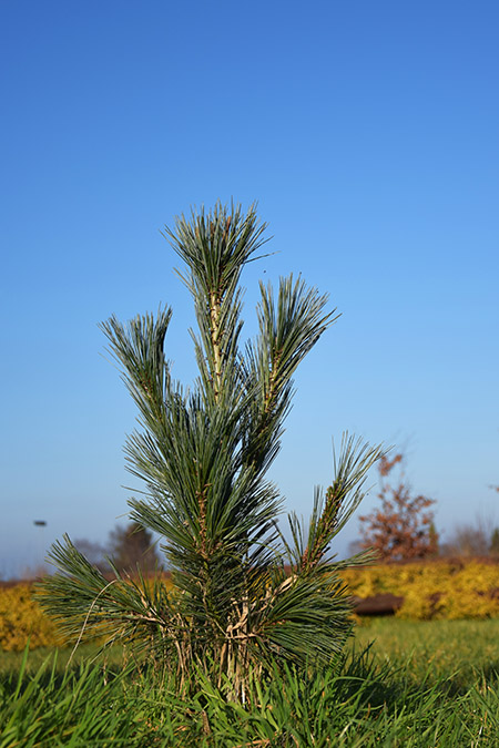 Pinus flexilis 'Vanderwolf's Pyramid'