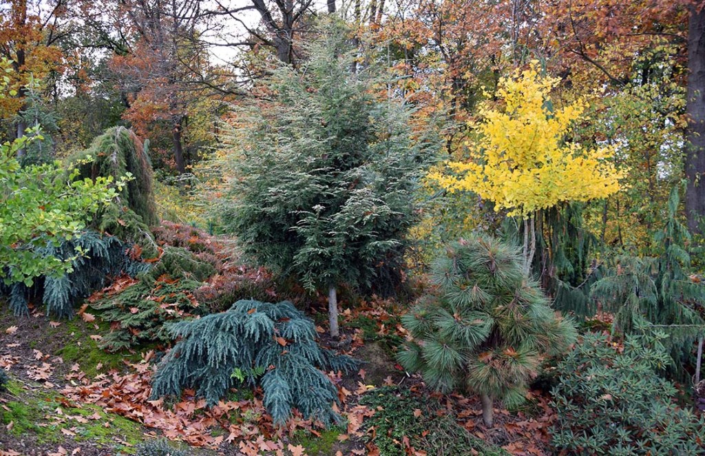 Pinus jeffreyi ‘Joppi’ 