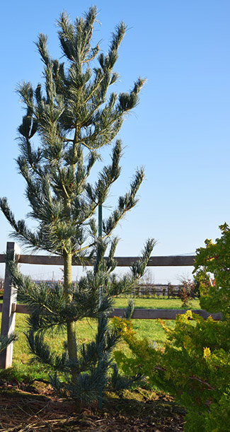 Pinus koraiensis 'Silveray'