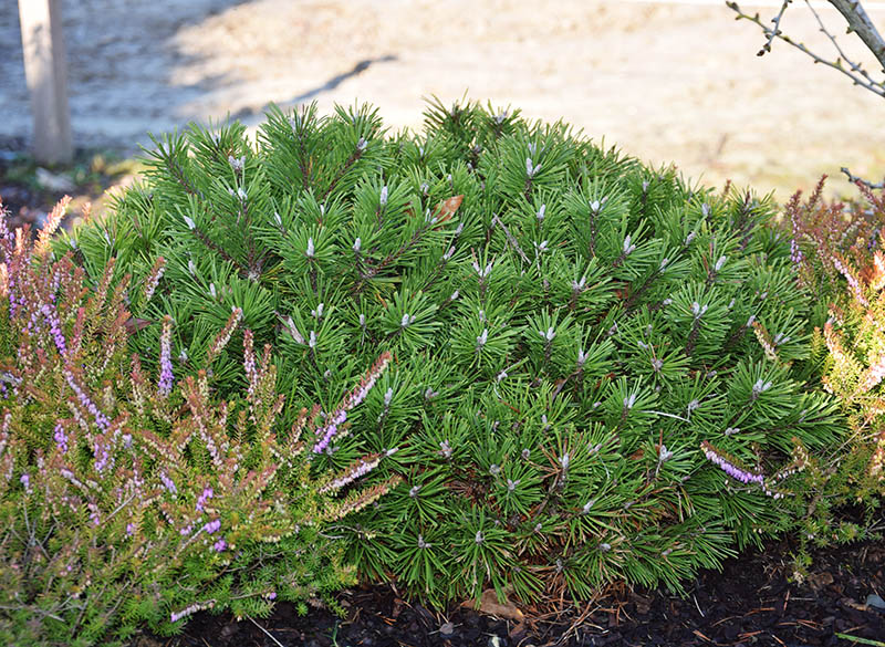Pinus mugo 'Benjamin'