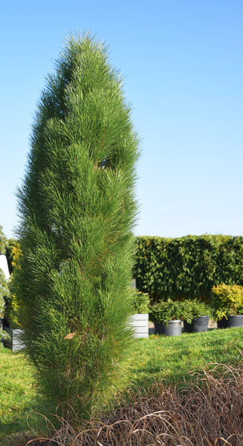 Pinus nigra ‘Green Tower’