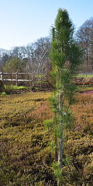 Pinus nigra 'Molette'
