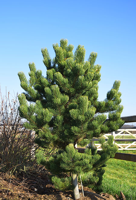 Pinus nigra 'Oregon Green'