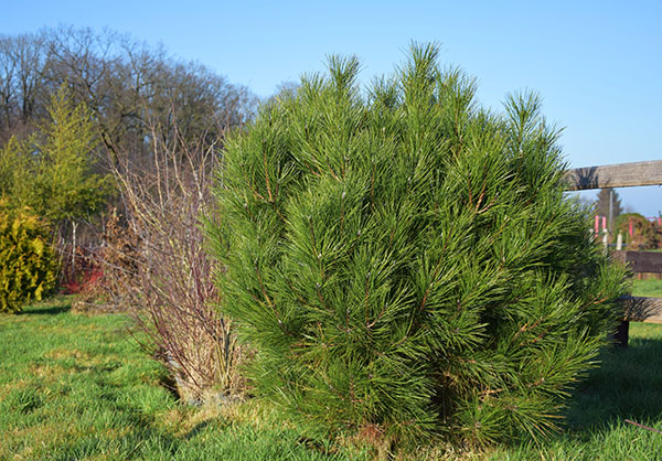 Pinus nigra ssp pallasiana 'Senceriana'