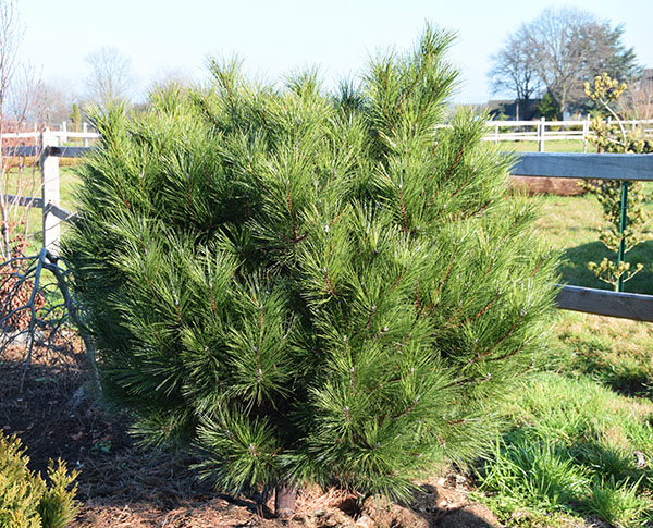 Pinus nigra ssp pallasiana 'Senceriana'