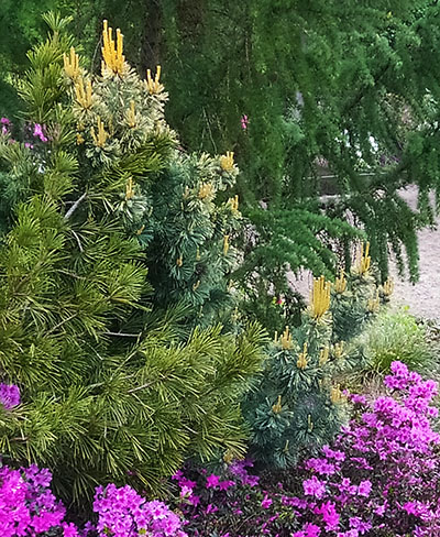 Pinus parviflora 'Goldilocks',