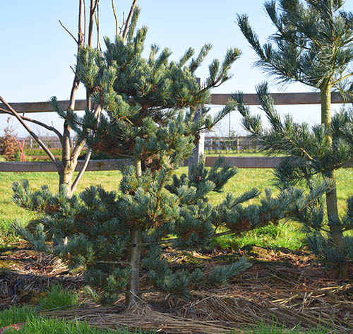 Pinus parviflora 'Goldilocks',