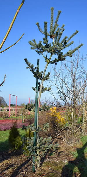 Pinus parviflora 'Saphir' 