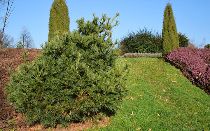 Pinus strobus 'Minima