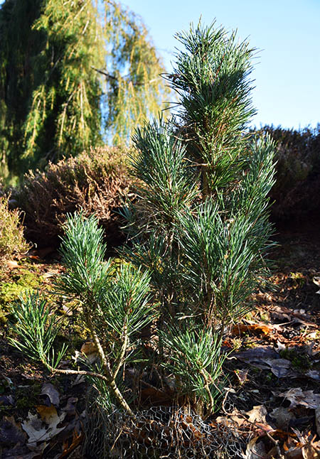 Pinus sylvestris 'Fastigiata'