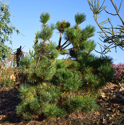 Pinus thunbergii 'Thunderhead'