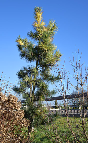 Pinus thunbergii 'White Band'