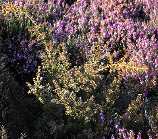 Podocarpus nivalis 'Havering' 